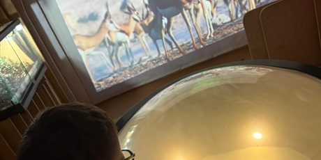 Powiększ grafikę: Uczeń obserwuje interaktywną ekspozycję z projekcją zwierząt i stanowiskiem edukacyjnym