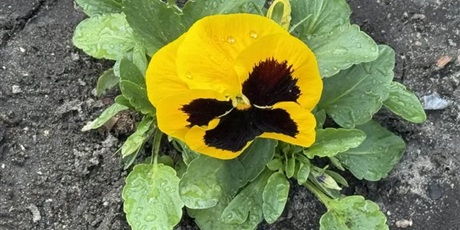 Drodzy Ósmoklasiści to dla Was 🌼 