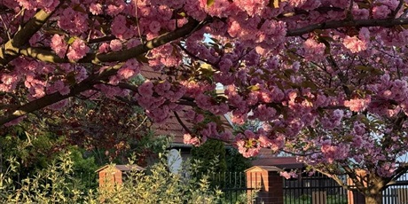 Jak co roku nasze drzewka zachwycają swoim urokiem, aż trudno oderwać od nich wzrok 🌳