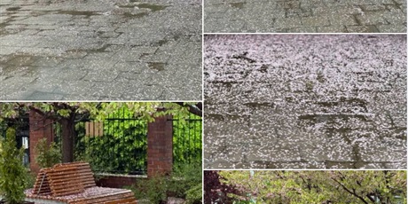 Po intensywnym kwitnieniu nasze drzewka pokryły dziedziniec szkoły różowym, pięknym „śniegiem”