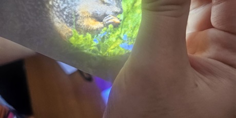 Powiększ grafikę: zdobywanie-wiedzy-o-zagrozonych-gatunkach-690225.jpg