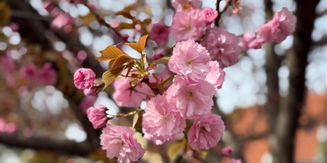 Powiększ grafikę: Rekrutacja - rok szkolny 2026/2027